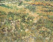 Vincent Van Gogh Meadow in the Garden of Saint-Paul Hospital (nn04) oil painting reproduction